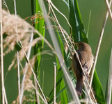 Scihilfvogel_S852246_18_01_03.jpg