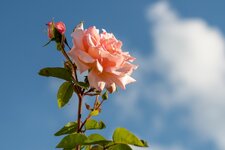 Rose_DSC_2687_1.jpg