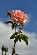 Rose_DSC_2689.jpg