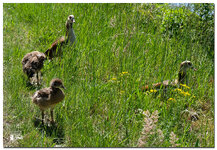 Nilgänsefo.jpg