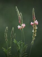 und Blüten.JPG