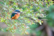 Eisvogel Ansitz.jpg