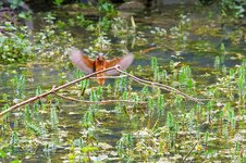 Eisvogel Landung.jpg