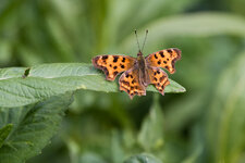 DS7_2598.jpg