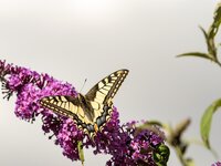 k-IMG_4666.jpg