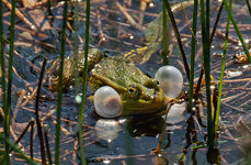 froschkonzert 2.jpg