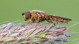 comp_mf6C5A0016stackdslr.jpg