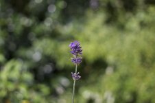 Blume1.jpg