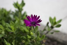 Blume2.jpg