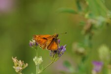 DSC_5245.JPG