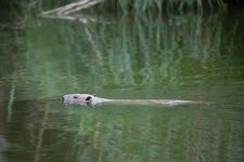 20200608_170130_niederrohrdorfer_moos_24.jpg