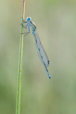20200601-IMG_6388-b.jpg