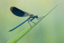 20200527-IMG_5879-b.jpg