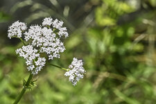 Weisse Blüten-04. Juli 2020     60209321.jpg