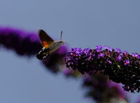 DSCF0188.JPG