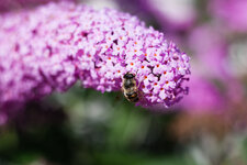 IMG_07163.jpg
