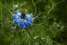 Blaue Blume-0044180319.jpg