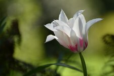 Tulpe_DSC_2420.jpg