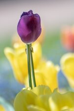 Tulpe_DSC_2422_1.jpg