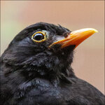 Amsel-R-6073-dslr.jpg