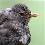 Amsel-R-6094-dslr.jpg