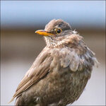 Amsel-20-05-23-R-5621.jpg