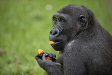 Schimpanse-Moehre-fressend-1200pix-4769.jpg