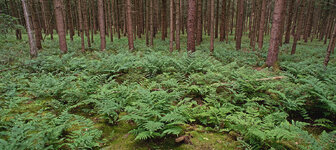 wald 2.jpg