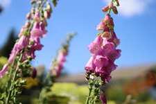 IMG_0131k.jpg