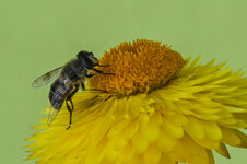 Biene auf Strohblume-15. Juli 2020     60209321-2.jpg
