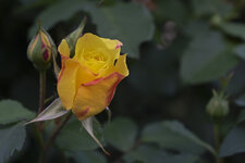 Rose-0083200603.jpg