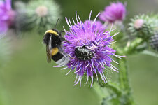 2 Käfer auf Distel-15. Juli 2020     60209321.jpg