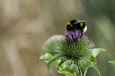 Hummel auf Distel-15. Juli 2020     60209321.jpg