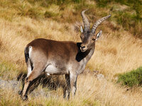 P1650557Steinbock.jpg