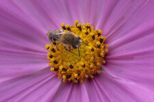 Blüte_u_Biene_Detail.jpg