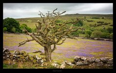 comp_Dartmoor Baum 2.jpg