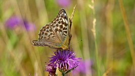 Mini_P1161547.jpg