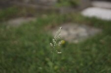 IMG_0031.jpg