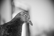 DSC_4386.jpg