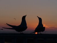 P1050772verkl, ooc.jpg