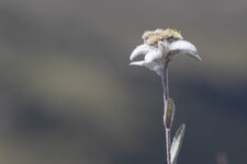 20200809_122811_Engadin_36-2.jpg