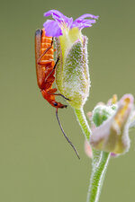 6C5A0397---Kopie.jpg