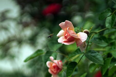 Rosenbiene.jpg