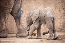 2020-08-28_Zoo_Erfurt_225.jpg