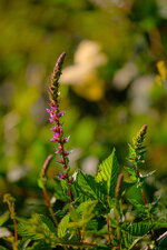 N85_9026f.jpg