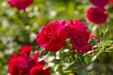 20200620_0026_Z6_HD.jpg