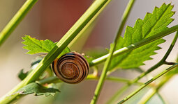 schnecke 3.jpg