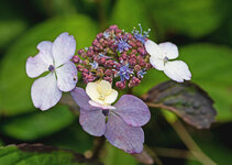hortensie 1.jpg
