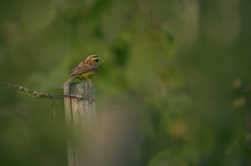 Zaunammer_cirl_bunting_male.1200px.jpg