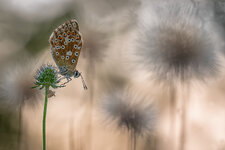 Polyommatus coridon (9).jpg